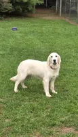 AKC Willow Downs, a female English Cream Golden Retriever for sale in Webberville, MI – 2 of 6