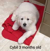 Cybil, a female English Cream Golden Retriever for sale in Webberville, MI – 2 of 5