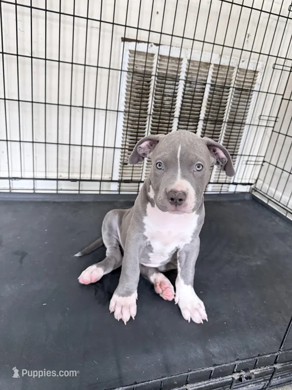Skye – American Bully puppy for sale in Milwaukee, WI