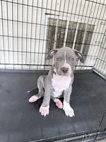 Skye, a female American Bully for sale in Milwaukee, WI – Photo 3 of 4