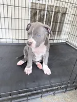 Skye, a female American Bully for sale in Milwaukee, WI – Photo 4 of 4