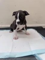 Thor, a male American Bully for sale in Milwaukee, WI – Photo 2 of 5