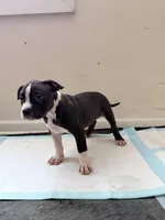 Thor, a male American Bully for sale in Milwaukee, WI – Photo 4 of 5