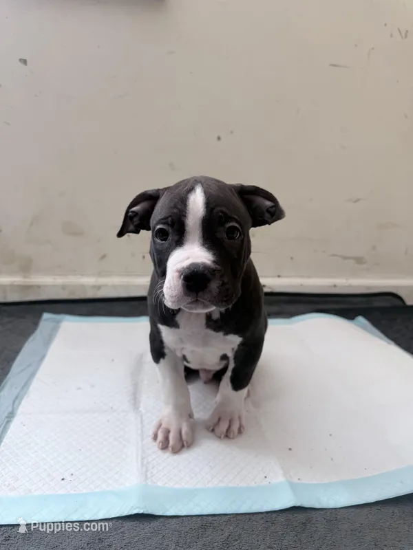Thor – American Bully puppy for sale in Milwaukee, WI
