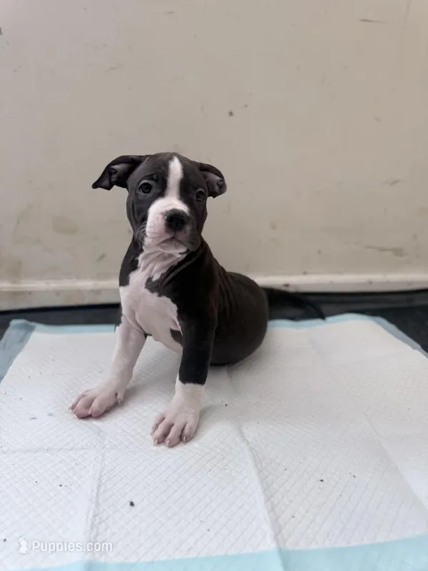 Thor – American Bully puppy for sale in Milwaukee, WI