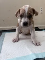 Butter, a male American Bully for sale in Milwaukee, WI – Photo 4 of 5