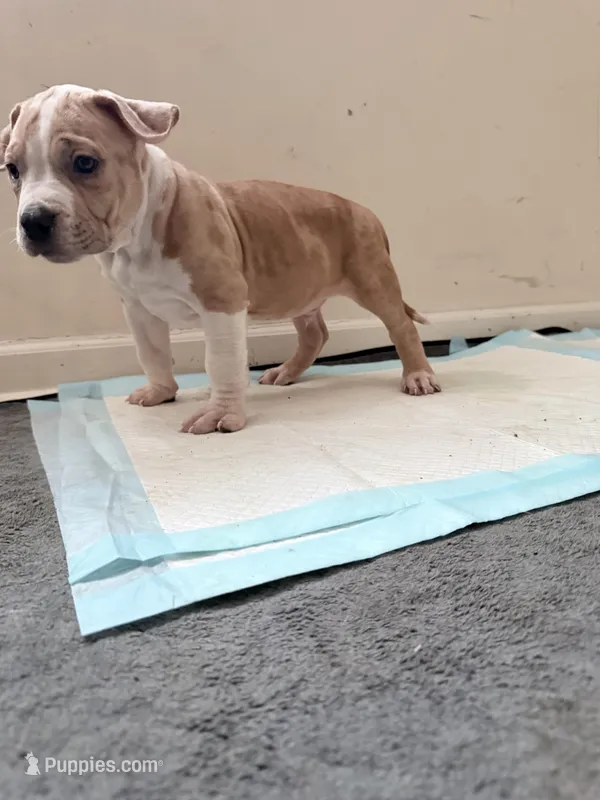 Butter – American Bully puppy for sale in Milwaukee, WI