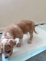 Butter, a male American Bully for sale in Milwaukee, WI – Photo 2 of 5