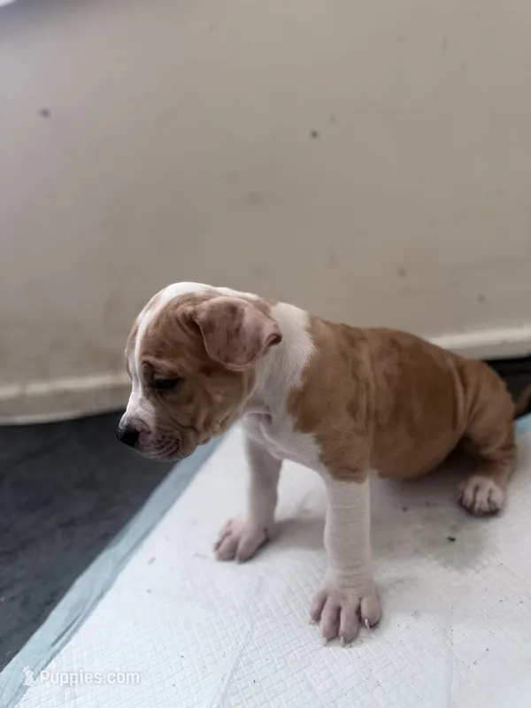 Butter – American Bully puppy for sale in Milwaukee, WI