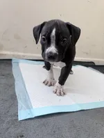 Bandit, a male American Bully for sale in Milwaukee, WI – Photo 3 of 6