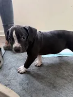 Bandit, a male American Bully for sale in Milwaukee, WI – Photo 5 of 6