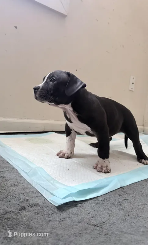 Bandit – American Bully puppy for sale in Milwaukee, WI