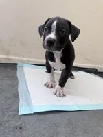 Bandit, a male American Bully for sale in Milwaukee, WI – Photo 6 of 6