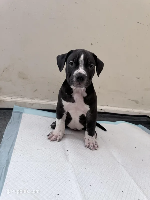 Bandit – American Bully puppy for sale in Milwaukee, WI