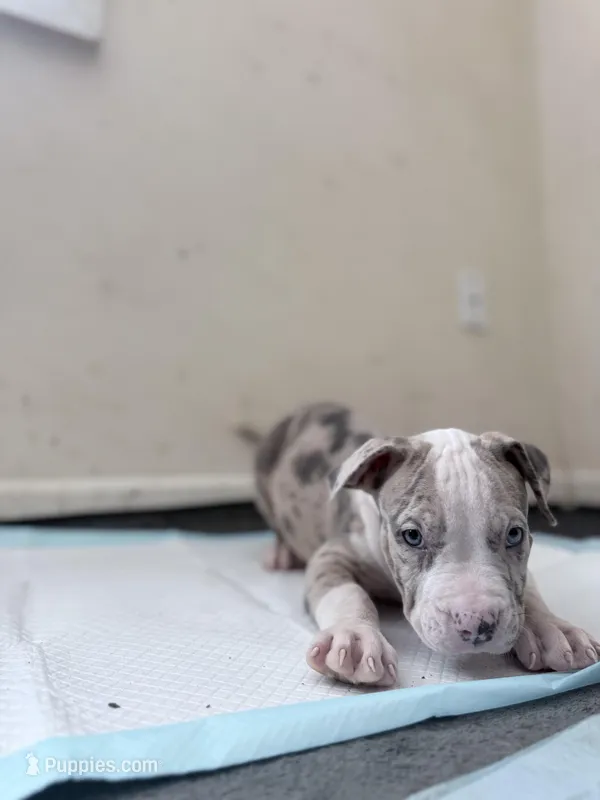 Rose – American Bully puppy for sale in Milwaukee, WI
