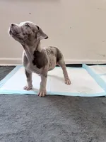 Rose, a female American Bully for sale in Milwaukee, WI – Photo 6 of 6