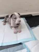 Rose, a female American Bully for sale in Milwaukee, WI – Photo 3 of 6