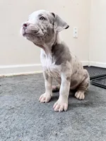 Rose, a female American Bully for sale in Milwaukee, WI – Photo 5 of 6