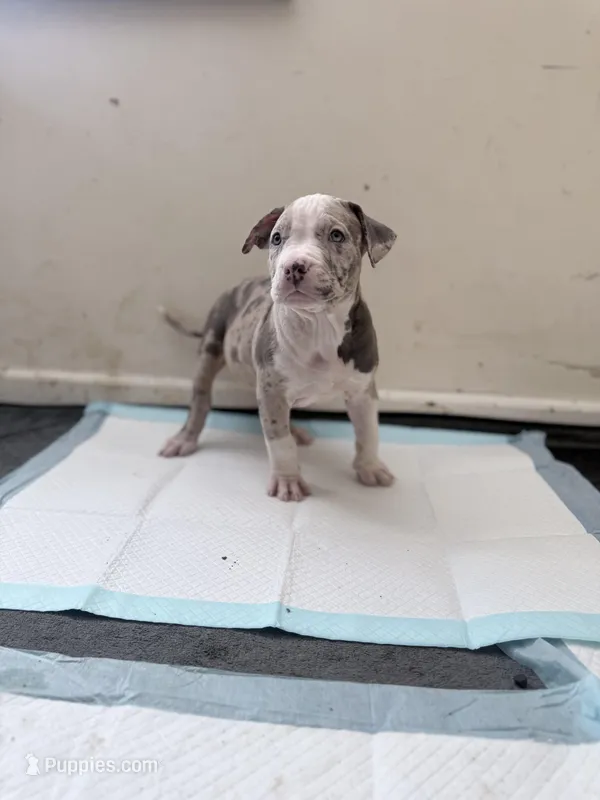 Rose – American Bully puppy for sale in Milwaukee, WI