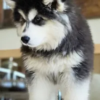 Rea, a female Siberian Husky for sale in Mouth of Wilson, VA – Photo 1 of 3