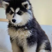 Rea, a female Siberian Husky for sale in Mouth of Wilson, VA – Photo 3 of 3