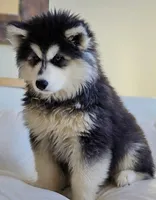 processed/7240757e-6591-4fda-9b6b-1164e840454f/listing/f8ae937b-8506-4daf-8d89-74adb9a8bada/460deb17-cac0-4f0a-a56a-58ec12a175c6