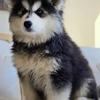 Rea, a female Siberian Husky for sale in Mouth of Wilson, VA – Photo 2 of 3