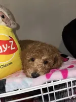 Mookie, a male Poodle - Miniature  for sale in Morgan Hill, CA – Photo 2 of 4