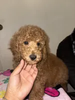 Mookie, a male Poodle - Miniature  for sale in Morgan Hill, CA – Photo 1 of 4