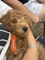 Mookie, a male Poodle - Miniature  for sale in Morgan Hill, CA – Photo 4 of 4