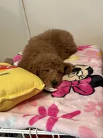 Mookie, a male Poodle - Miniature  for sale in Morgan Hill, CA – Photo 3 of 4