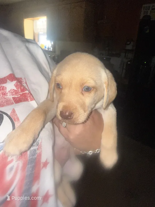 Green collar – Labrador Retriever puppy for sale in Trinity, TX