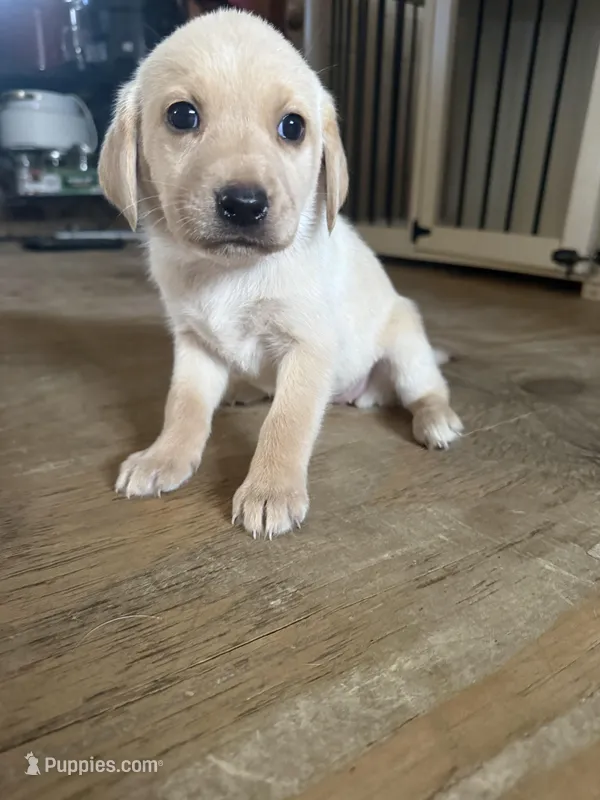 Red collar – Labrador Retriever puppy for sale in Trinity, TX