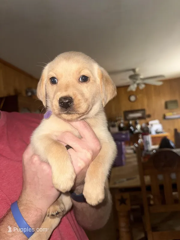 Purple collar – Labrador Retriever puppy for sale in Trinity, TX