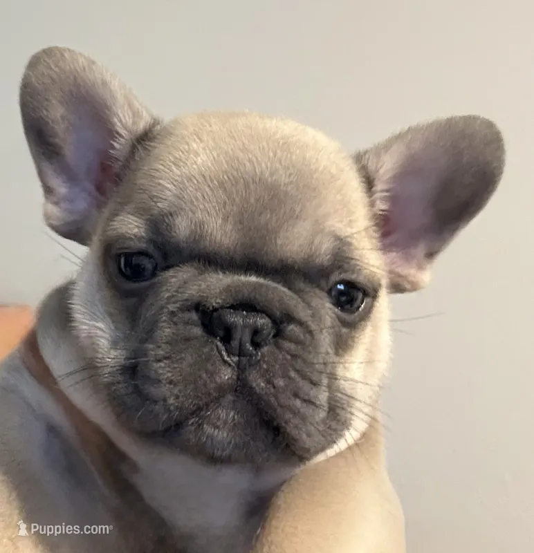 Milo  – French Bulldog puppy for sale in Markham, IL