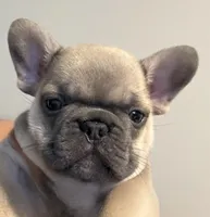 Milo , a male French Bulldog for sale in Markham, IL – 1 of 5