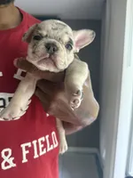 Kane , a male French Bulldog for sale in Markham, IL – 4 of 4