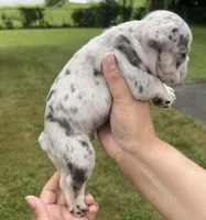 Kane , a male French Bulldog for sale in Markham, IL – 2 of 4