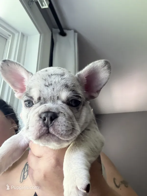 Kane  – French Bulldog puppy for sale in Markham, IL