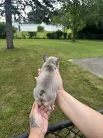 Milo , a male French Bulldog for sale in Markham, IL – 5 of 5
