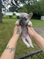 Milo , a male French Bulldog for sale in Markham, IL – 3 of 5