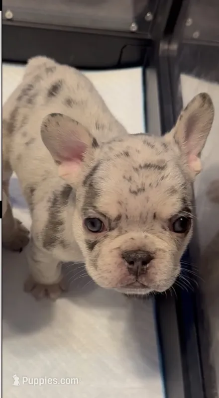 Kane  – French Bulldog puppy for sale in Markham, IL