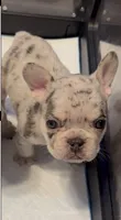 Kane , a male French Bulldog for sale in Markham, IL – 1 of 4