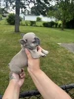 Milo , a male French Bulldog for sale in Markham, IL – 2 of 5