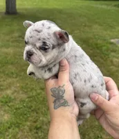 Kane , a male French Bulldog for sale in Markham, IL – 3 of 4