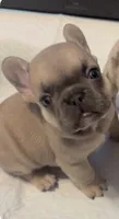 Milo , a male French Bulldog for sale in Markham, IL – 4 of 5