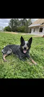 Blue Heeler, a female Australian Cattle Dog for sale in Castalia, NC – Photo 7 of 8