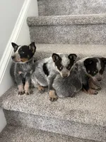 Blue Heeler, a female Australian Cattle Dog for sale in Castalia, NC – Photo 5 of 8