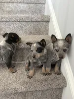 Blue Heeler, a female Australian Cattle Dog for sale in Castalia, NC – Photo 6 of 8