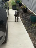 Blue Heeler, a female Australian Cattle Dog for sale in Castalia, NC – Photo 8 of 8